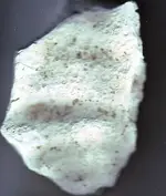 conch shell (2).webp