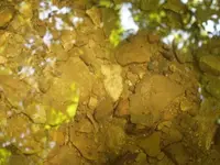 Godar from d.h.r. in-situ.webp