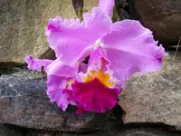 102_1229.webp