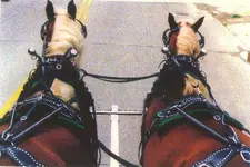 Bio_Harness.webp