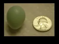 4122009 Easter Egg.webp