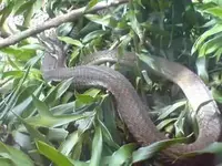 snake.webp