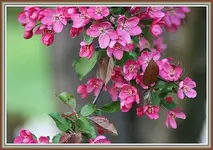 IMG_3688  Frans tree.webp