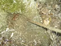 mikes coin photos 004.webp