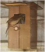 wren 600.webp