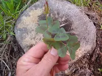 sheep sorrel 007.webp