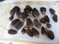 morels (Small).webp