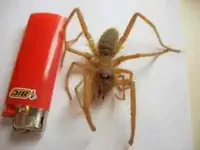 Red Roman Spider.webp