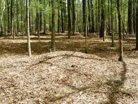 Dirt mound.webp