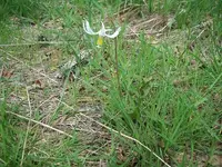 fieldflower.webp