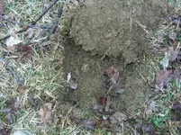 BrainardHole.webp