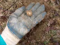 BrainardRing.webp