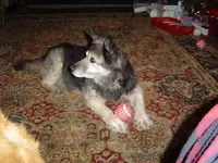 Xmas 07 026 [50%].webp