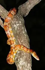 cornsnake-mid.webp cornsnake-mid.webp