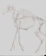 1skeleton.webp