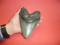 fossil mike mcmeekin (3).webp