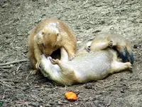 funny-picture-photo-nature-squirrel-kiss-creativity-pic.webp