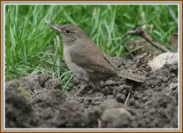 IMG_4318 Wren on ground.webp