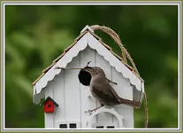 IMG_4325 Where theres a will !.webp