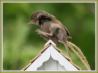IMG_4312 wren itching.webp