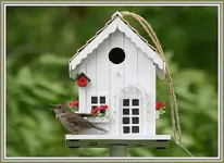 IMG_4292 new wren house 1.webp