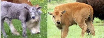 Buffalo Pics.webp