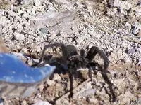tarantula 1.webp