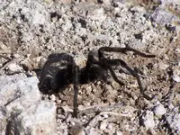 tarantula 2.webp