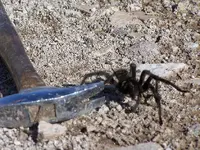 tarantula 3.webp
