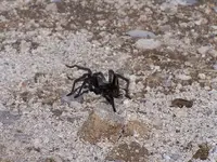 tarantula 4.webp