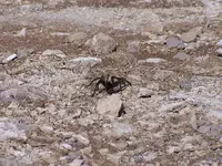 tarantula 5.webp
