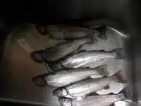 catch_51109_004 F.webp