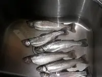 catch_51109_005 F.webp