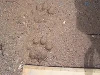 tracks 003.webp