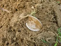 Bent Reale in dirt.webp