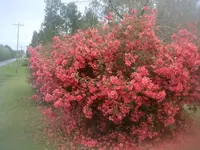 004.webp