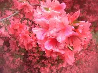005.webp