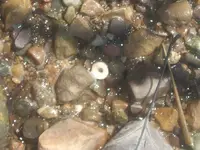 beady 004 (824 x 618).webp beady 004 (824 x 618).webp
