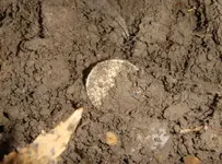 Barber Half in hole.webp