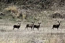 deer1.webp