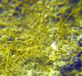 hairsclose.webp