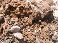 closeshot.webp