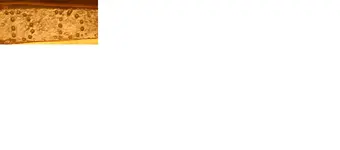 dd.webp