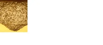 x.webp