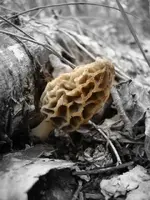 ky morels 4-13-09  contest.webp