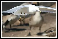 IMG_2256  seagull landing  re 2.webp