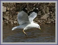 IMG_2310  Seagull hitting water re.webp