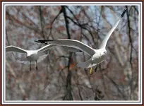 IMG_2258  SGinflight landing.webp
