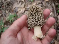 ky morels 4-13-09 013.webp
