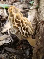 ky morels 4-13-09 005.webp